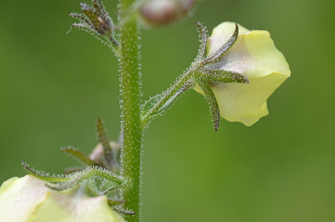 Verbascum blattaria bianco